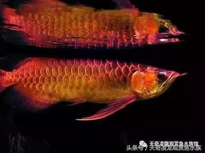 Do <strong><mark>arowana</mark></strong> in black tanks have to be pure black? Why?