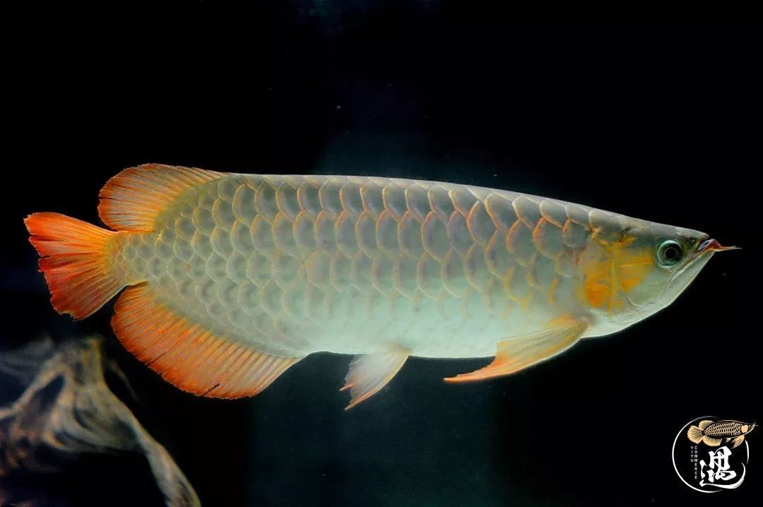 What are the symptoms of <strong><mark>arowana</mark></strong> parasites? How to treat them?