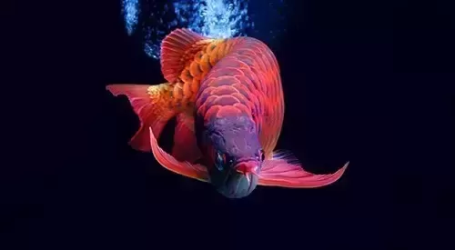 What's wrong with <strong><mark>arowana</mark></strong> being afraid of people?